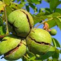 Causas de enfermedades y plagas de las nueces, tratamiento y control de las mismas.