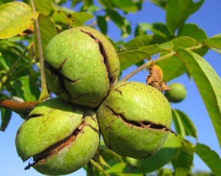 Causas de enfermedades y plagas de las nueces, tratamiento y control de las mismas.