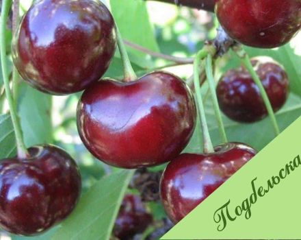 Description and features of Podbelskaya cherry varieties, breeding history, cultivation and care