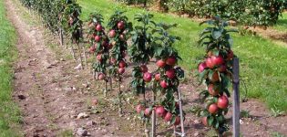 What varieties of apple trees on a dwarf rootstock are suitable for growing in a summer cottage