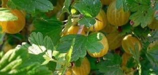 Descriptions and characteristics of the best gooseberry varieties for the Moscow region