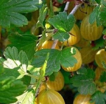 Descriptions and characteristics of the best gooseberry varieties for the Moscow region