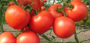 Description de la variété de tomate Etude NK, ses caractéristiques et sa productivité