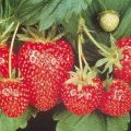 Bagaimana dan kapan lebih baik menanam strawberi di tanah terbuka, persiapan kebun