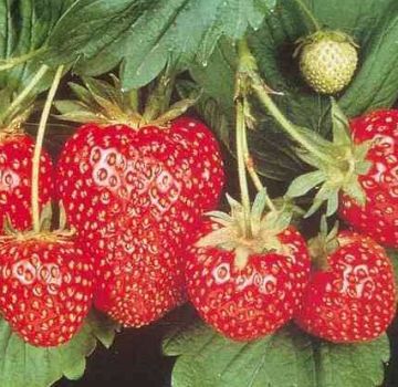 How and when is it better to plant strawberries in open ground, preparation of the garden