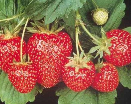 Bagaimana dan kapan lebih baik menanam strawberi di tanah terbuka, persiapan kebun