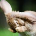 Why do rabbits sneeze and what to do, methods of treatment and methods of prevention