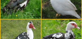 Description des canards musqués, leurs avantages et inconvénients et règles d'élevage