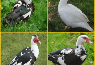 Description des canards musqués, leurs avantages et inconvénients et règles d'élevage