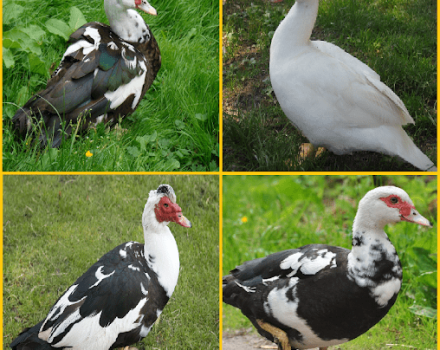 Description des canards musqués, leurs avantages et inconvénients et règles d'élevage