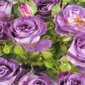 Description and subtleties of growing a rose variety Blue fo yu