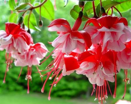 Règles de culture et d'entretien du fuchsia, en particulier la reproduction et l'hivernage