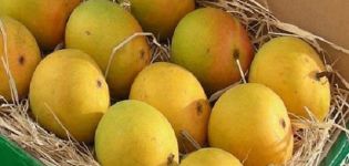 Descripción de las variedades de mango Alfonso, reproducción y cuidados en el hogar.