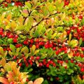 Plantación y cuidado de arbustos de agracejo en campo abierto, reproducción y cultivo.