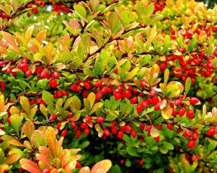 Planting and caring for barberry shrubs in the open field, reproduction and cultivation