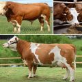 คำอธิบายและลักษณะของวัว Simmental และการบำรุงรักษาวัว