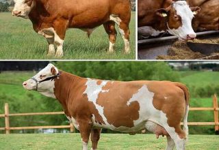 Description et caractéristiques de l'entretien des bovins et des vaches Simmental