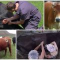 Por qué las vacas tienen agujeros en los costados y fístulas, el significado de una aleta