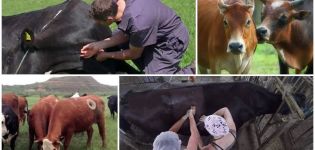 Why cows get holes in their sides and fistulas, the meaning of a flipper