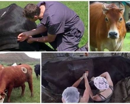 Pourquoi les vaches ont des trous sur les côtés et des fistules, la signification d'une nageoire