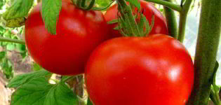 Characteristics and description of the tomato variety Moscow Lights, its yield