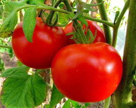 Characteristics and description of the tomato variety Moscow Lights, its yield