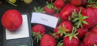 Description and characteristics of the strawberry variety Shelf, cultivation and reproduction