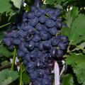 Description and characteristics of the grape variety Fun, history and subtleties of cultivation