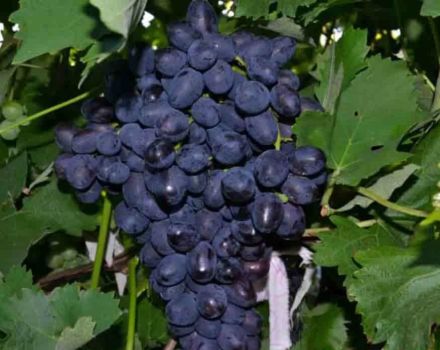 Description and characteristics of the grape variety Fun, history and subtleties of cultivation