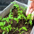 Cómo y cuándo plantar tomates para plántulas en casa, secretos y tiempos.