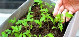 How and when to plant tomatoes for seedlings at home, secrets and timing