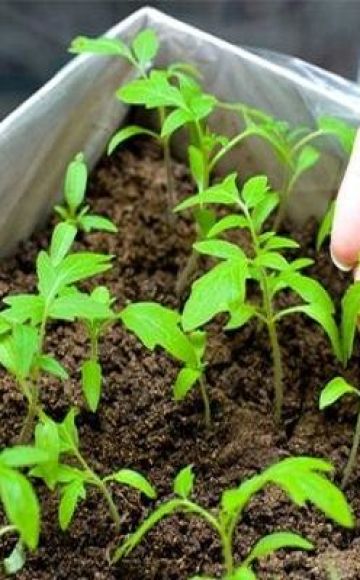 Comment et quand planter correctement des tomates pour les semis à la maison, secrets et timing