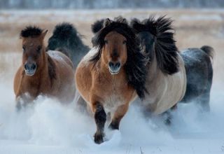 Características de la raza, cuidado, mantenimiento y cría de caballos Yakut