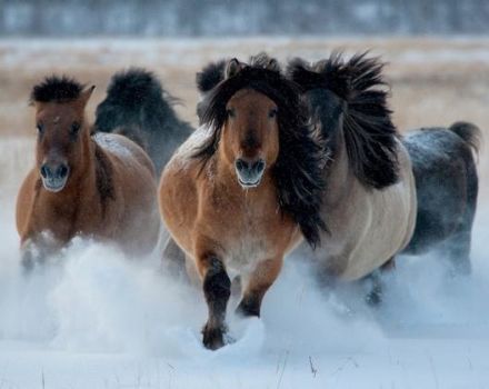 Characteristics of the Yakut horse breed, care, maintenance and breeding