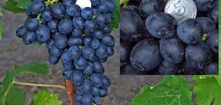 Description and characteristics of the Attica grape variety and the rules for growing raisins