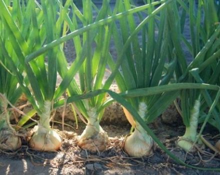 Description of the Sturon onion variety, features of cultivation and care