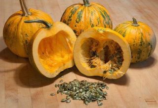 Descripción de la variedad de calabaza gimnosperma, sus características y cultivo.