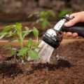 ¿Con qué frecuencia necesita regar las sandías en campo abierto y en invernadero, el momento de cómo fertilizar?