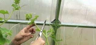 Is it necessary to break off the mustache from cucumbers in the open field and in the greenhouse, and why