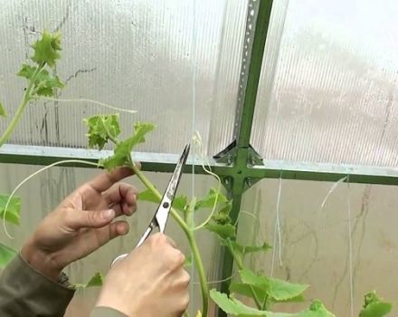 Is het nodig om de snor van komkommers in het open veld en in de kas af te breken, en waarom