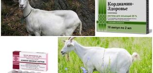 What to do if a goat does not eat or drink after lambing and treatment methods