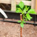 Comment transplanter des framboises dans un nouvel endroit en été et quand est-ce mieux