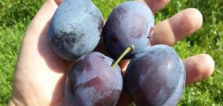 Description of the plum variety Smolinka, planting and care, watering and pruning the tree