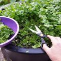 How to grow coriander in winter on a windowsill from seeds at home