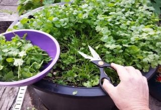 Cómo cultivar cilantro en invierno en el alféizar de una ventana a partir de semillas en casa