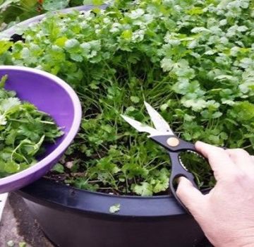 Cómo cultivar cilantro en invierno en el alféizar de una ventana a partir de semillas en casa