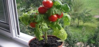 Caractéristiques et description de la variété de tomate Bonsai (Banzai), culture et rendement