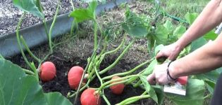 Descripción de la variedad de calabaza Avellana, cultivo y cuidado.