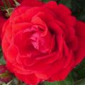 Description and characteristics of the rose variety Nina Weibul, planting and care