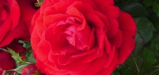 Description and characteristics of the rose variety Nina Weibul, planting and care